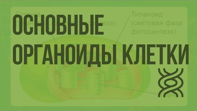 Основные органоиды клетки. видеоурок по биологии 9 класс Основные органоиды клетки. видеоурок по биологии 9 класс
