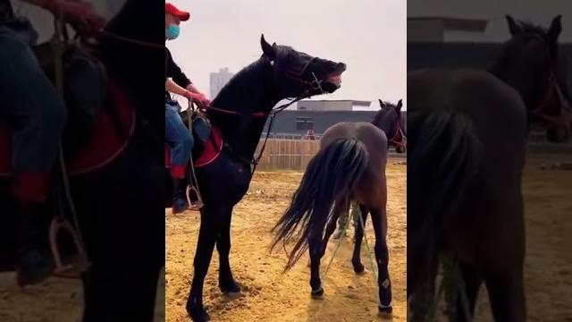 Horse mating Horse mating