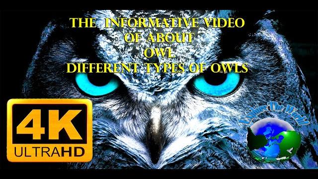 Great horned owl on the hunt 4k uhdr Great horned owl on the hunt 4k uhdr