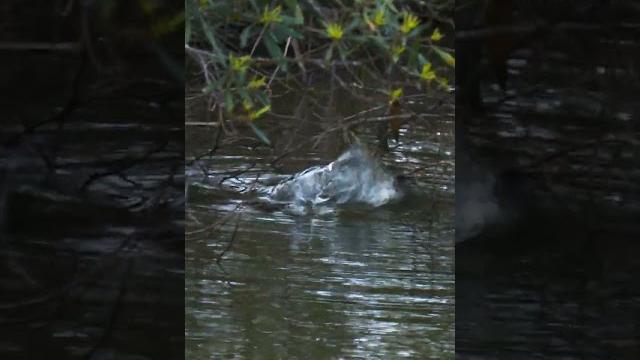 The toad dangler! (part 1) #topwater #frog #fishing The toad dangler! (part 1) #topwater #frog #fishing