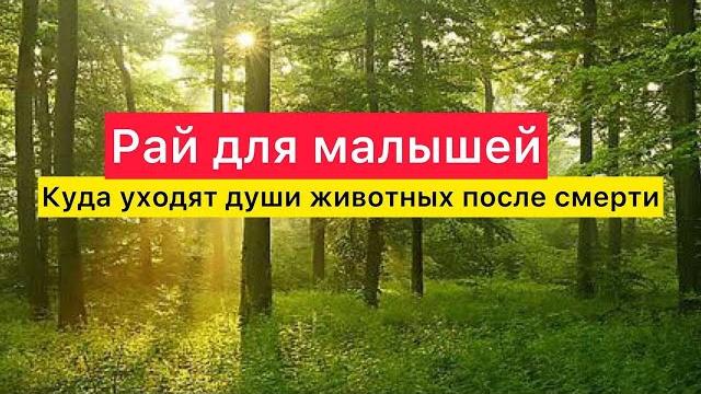 Куда уходят души животных после смерти. Куда уходят души животных после смерти.