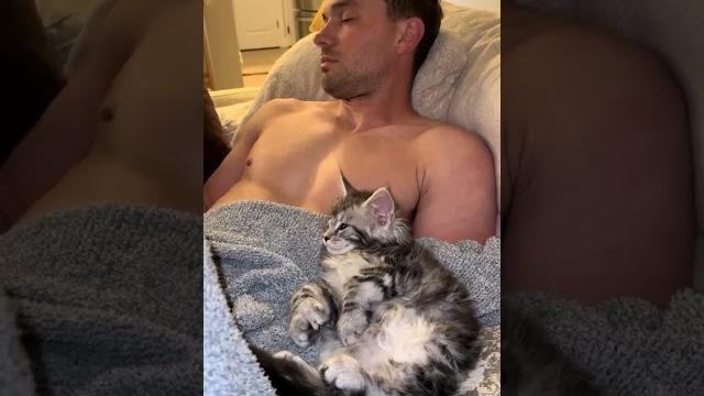 Maine coon cat wins over husband! Maine coon cat wins over husband!