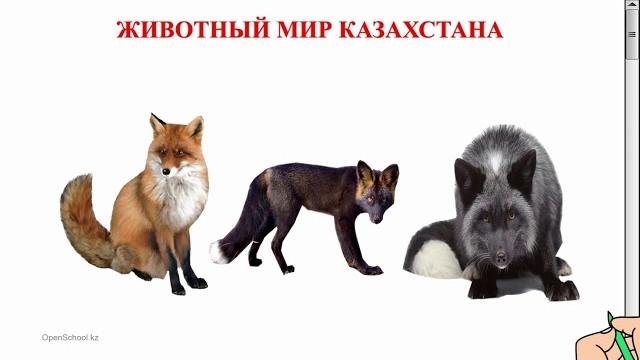 "животный мир казахстана" экологическая азбука "животный мир казахстана" экологическая азбука