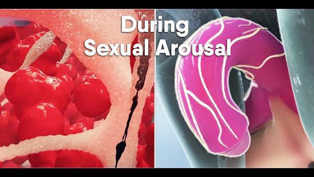 Short track-do you know what happens during sexual arousal inside the body? what is the clitoris? Short track-do you know what happens during sexual arousal inside the body? what is the clitoris?