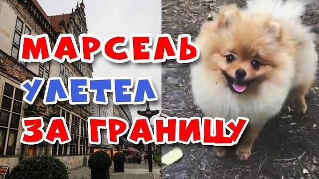 Шпиц марсель улетел за границу Шпиц марсель улетел за границу