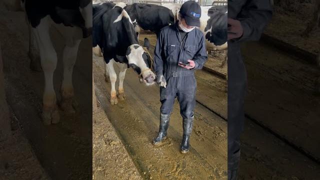 Sapi usil suka jilat Sapi usil suka jilat