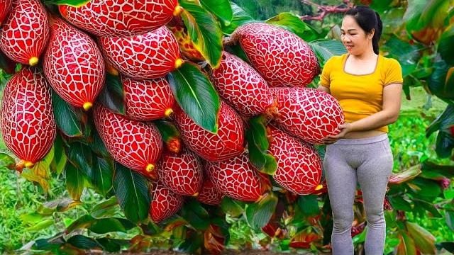 Harvesting the golden milk fruit that bleeds sweet nectar go to market sell | an phu daily life Harvesting the golden milk fruit that bleeds sweet nectar go to market sell | an phu daily life