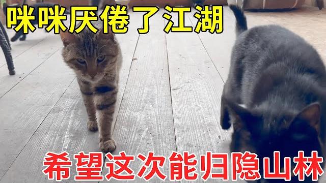 咪咪似乎是厌倦了江湖,愿这次能归隐山林,和黑妞静享岁月【乡野志刚】#乡村生活#4k 咪咪似乎是厌倦了江湖,愿这次能归隐山林,和黑妞静享岁月【乡野志刚】#乡村生活#4k