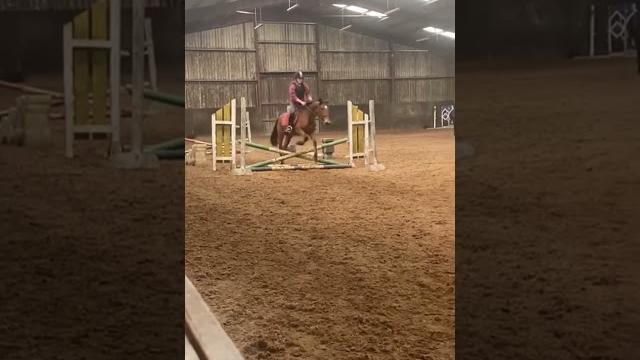 Love this boy sm #castlemore Love this boy sm #castlemore