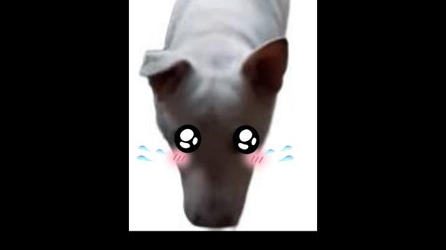 老狗耳朵 old dog ears#shorts 老狗耳朵 old dog ears#shorts