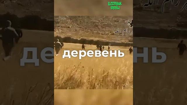 Палестинцы встали телом за урожай! Палестинцы встали телом за урожай!