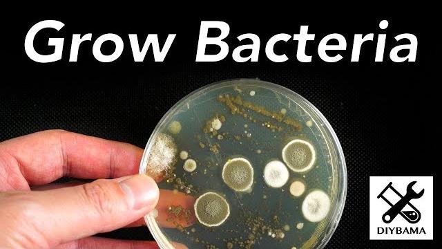 How to grow bacteria How to grow bacteria