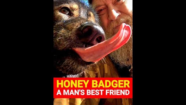 Honey badger - a man's best friend #shorts Honey badger - a man's best friend #shorts