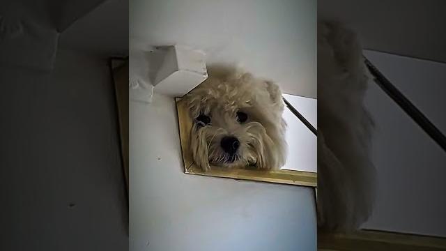 Peeping dog #shorts Peeping dog #shorts