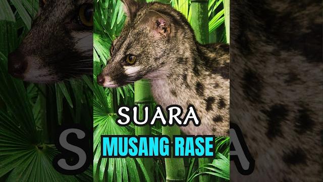 Pikat suara musang rase #shorts #wantarakicau Pikat suara musang rase #shorts #wantarakicau