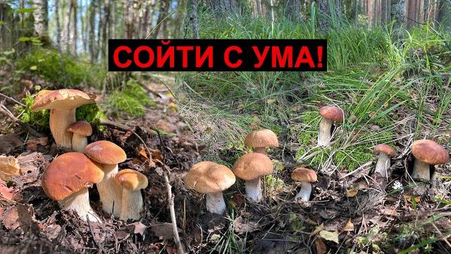 Вошли в лес и шок от увиденного! грибы повсюду! Вошли в лес и шок от увиденного! грибы повсюду!