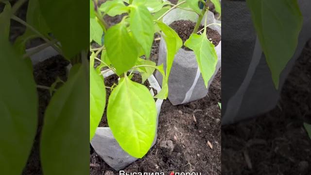 Высадка ️перца в грунт Высадка ️перца в грунт