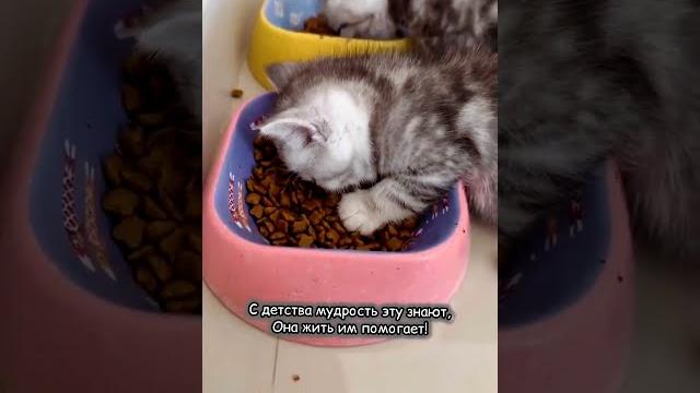 Любят многие коты жить по плану: съел - поспи #смешно #юмор #кошки #cat #animals #кот #смешныекошки Любят многие коты жить по плану: съел - поспи #смешно #юмор #кошки #cat #animals #кот #смешныекошки