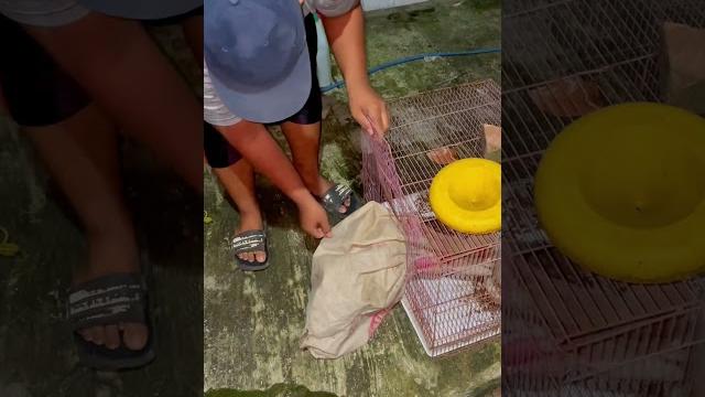 Menemukan musang liar malam hari sepulang dari tarawih.. #75 #bolang #musangpandan #hewan #lindaht Menemukan musang liar malam hari sepulang dari tarawih.. #75 #bolang #musangpandan #hewan #lindaht