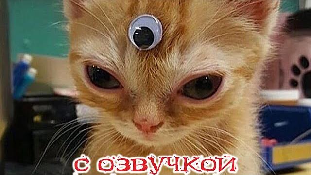 Приколы с котами! - с озвучкой! самые смешные животные! смешные коты! засмеялся подписался! Приколы с котами! - с озвучкой! самые смешные животные! смешные коты! засмеялся подписался!