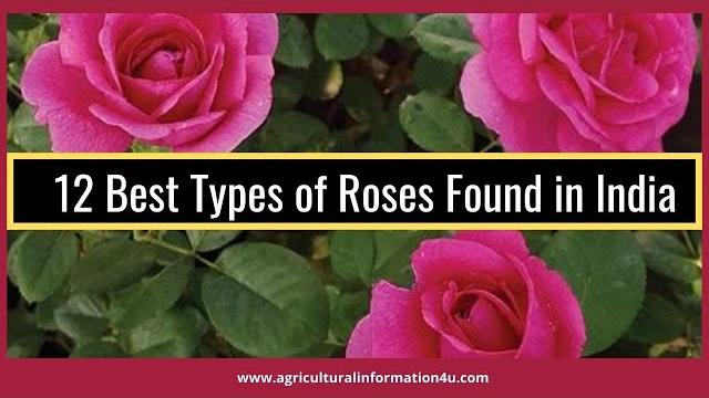12 best rose varieties found in india | types of rose plants in india - agriculture and technology 12 best rose varieties found in india | types of rose plants in india - agriculture and technology