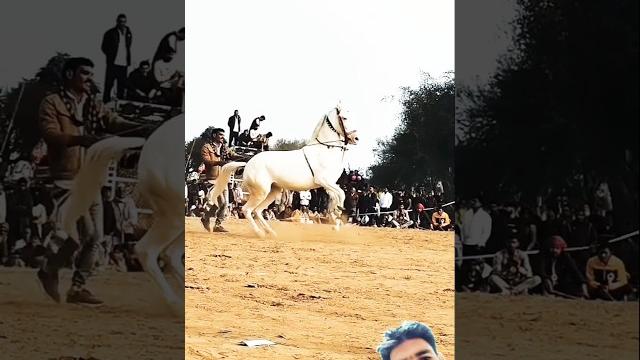 White horse riding training zuljinah horse #horseridingschool #horse #sterstallion #equestrian White horse riding training zuljinah horse #horseridingschool #horse #sterstallion #equestrian