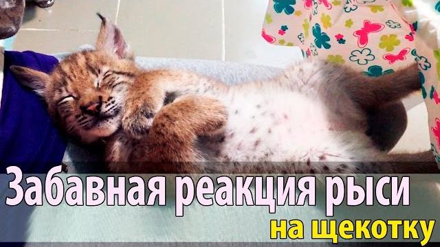 Забавная реакция рыси на щекотку. самый милый котёнок Забавная реакция рыси на щекотку. самый милый котёнок