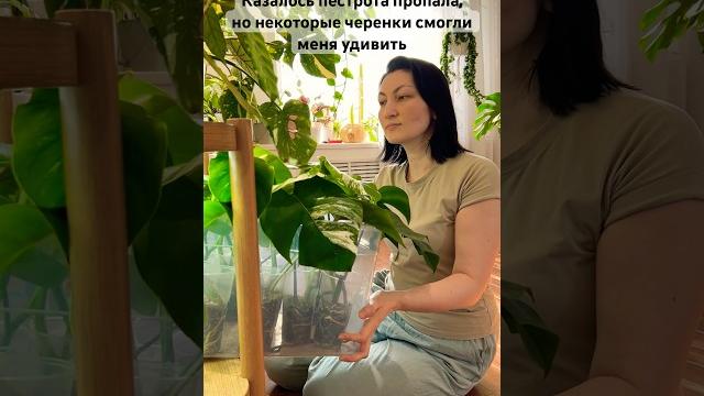 Монстера альба - всегда лотерея! посмотри, как проявилась пестрота у этих черенков #цветывдоме Монстера альба - всегда лотерея! посмотри, как проявилась пестрота у этих черенков #цветывдоме