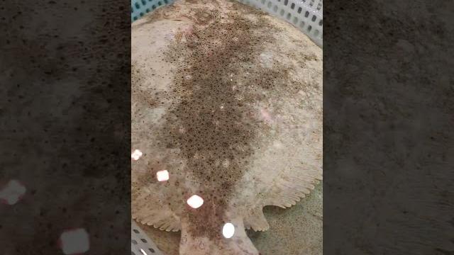 Korean turbot/flounder/flat fish Korean turbot/flounder/flat fish
