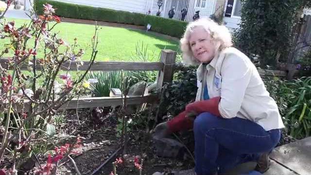 How to prune a hybrid tea rose How to prune a hybrid tea rose