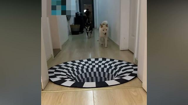 A 3d rug that fools the dogs… A 3d rug that fools the dogs…