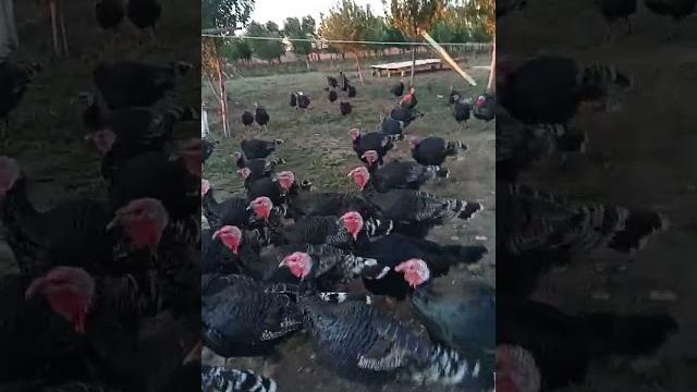 Күрке тауық Күрке тауық
