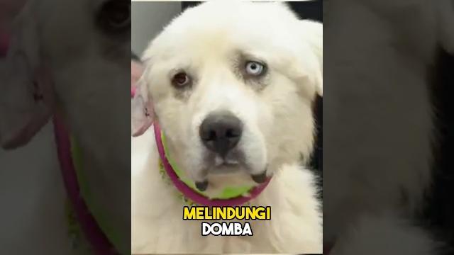 Anjing ini bertarung 1 vs 11 melawan coyote demi melindungi domba dan keluarganya !! #shortvideo Anjing ini bertarung 1 vs 11 melawan coyote demi melindungi domba dan keluarganya !! #shortvideo