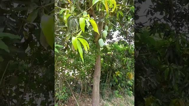 Mango tree Mango tree