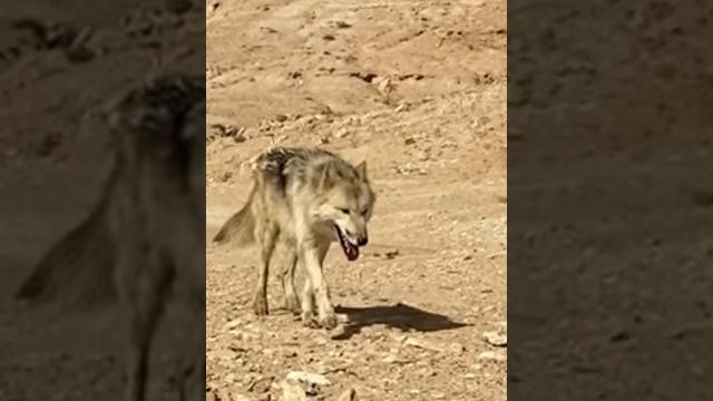 Wolfdogadventure - morocco - wild loki #wolfdogadventure #morocco #sahara #shorts #marokko Wolfdogadventure - morocco - wild loki #wolfdogadventure #morocco #sahara #shorts #marokko