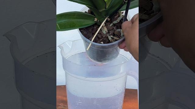 You're watering your orchids wrong #shorts #orchids #phalaenopsis #orchids #orchid #orchids You're watering your orchids wrong #shorts #orchids #phalaenopsis #orchids #orchid #orchids
