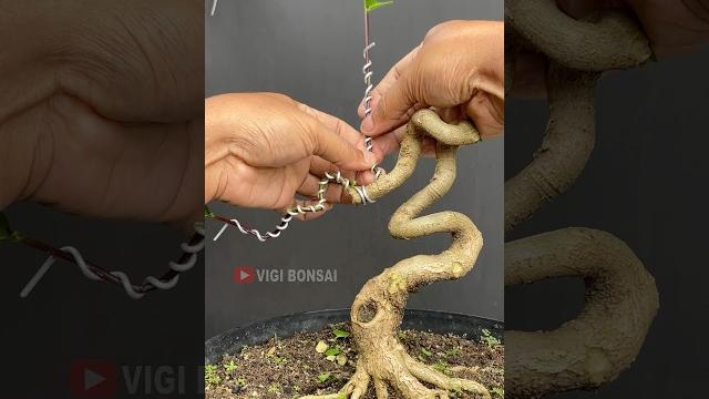 Making a cobra style bonsai Making a cobra style bonsai