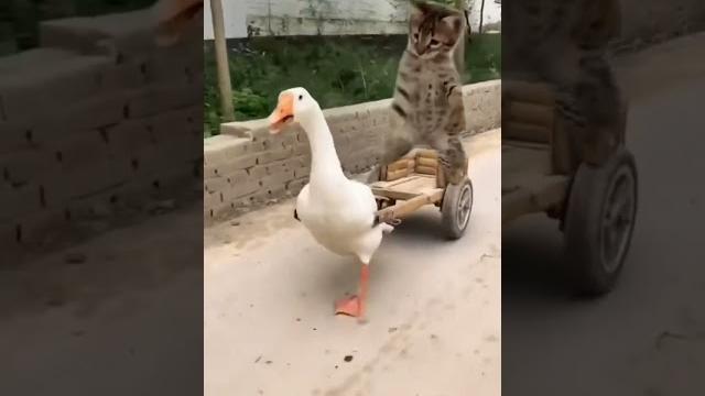 Kucing lucu naik gerobak bebek gemoy #kucinglucu #lucu #shorts Kucing lucu naik gerobak bebek gemoy #kucinglucu #lucu #shorts