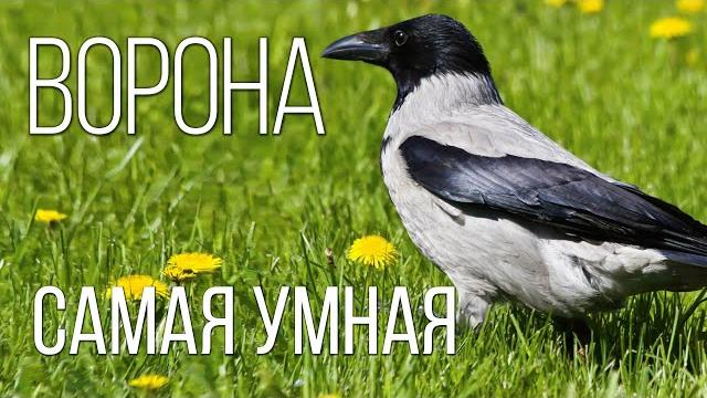 Ворона: главная пернатая бандитка | интересные факты про ворон Ворона: главная пернатая бандитка | интересные факты про ворон