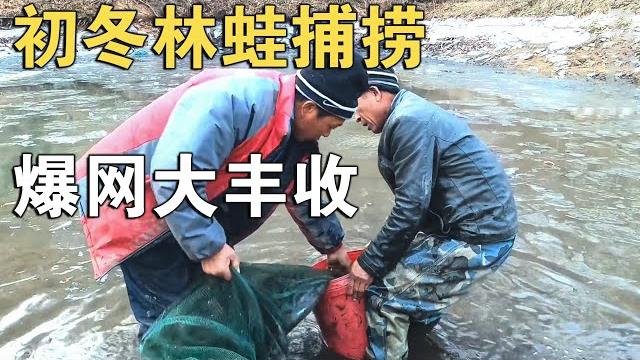初冬的林蛙捕捞接连爆网,一个小池子一天能起几百斤,林蛙大丰收【环华行913】 初冬的林蛙捕捞接连爆网,一个小池子一天能起几百斤,林蛙大丰收【环华行913】