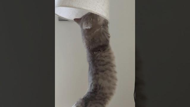 #cat #cute #cat #cute