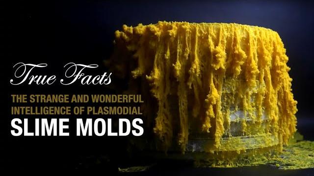 True facts: the smartest slime True facts: the smartest slime
