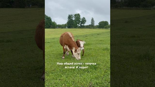 Месяц терпения до успеха! она ходит!#герефорд #корова #cow #болезнь #лечение #здоровье #успех #ферма Месяц терпения до успеха! она ходит!#герефорд #корова #cow #болезнь #лечение #здоровье #успех #ферма