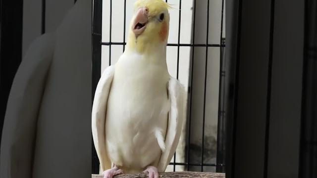 Cockatiel call to attract other cockatiels #pets #cockatielqueen #cockatiel #pet #birds #birdsounds Cockatiel call to attract other cockatiels #pets #cockatielqueen #cockatiel #pet #birds #birdsounds