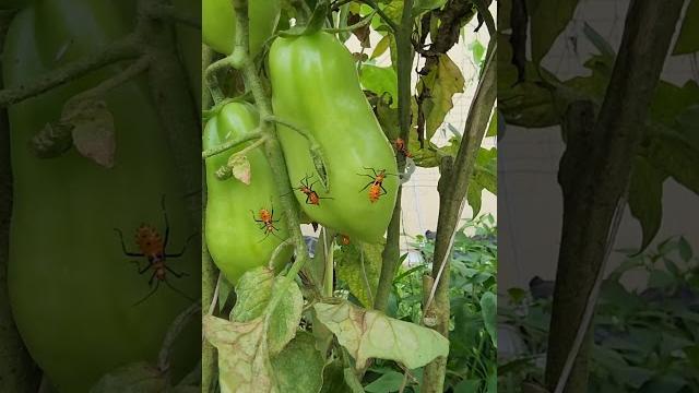 How to identify & treat for leaf footed bugs in your garden #garden #organicgardening #homestead How to identify & treat for leaf footed bugs in your garden #garden #organicgardening #homestead