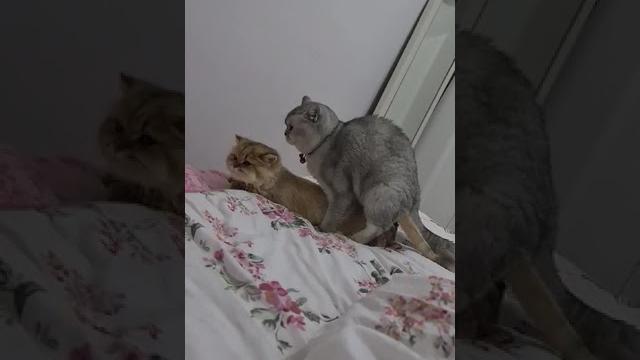 First female cat mating & ny11 golden british longhair british shorthair silver ns11 First female cat mating & ny11 golden british longhair british shorthair silver ns11