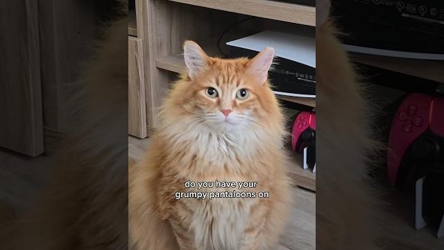 He's in no mood for my shenanigans today #cat #cuteanimal #cutecat #cutepet #catvideos #cute He's in no mood for my shenanigans today #cat #cuteanimal #cutecat #cutepet #catvideos #cute