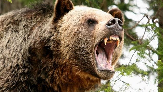 Охота медведя гризли (лат. ursus arctos horribilis) Охота медведя гризли (лат. ursus arctos horribilis)