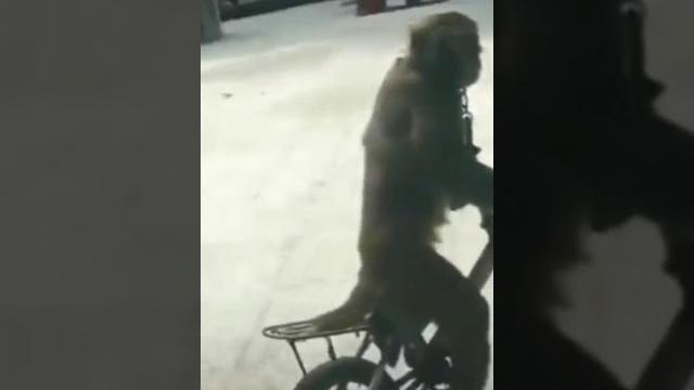 Monyet nabrak Monyet nabrak