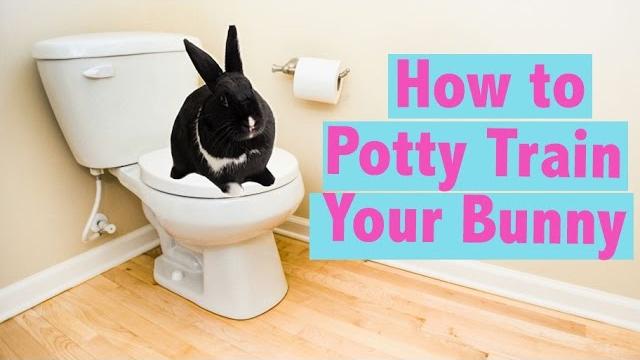 How to potty train your rabbit How to potty train your rabbit